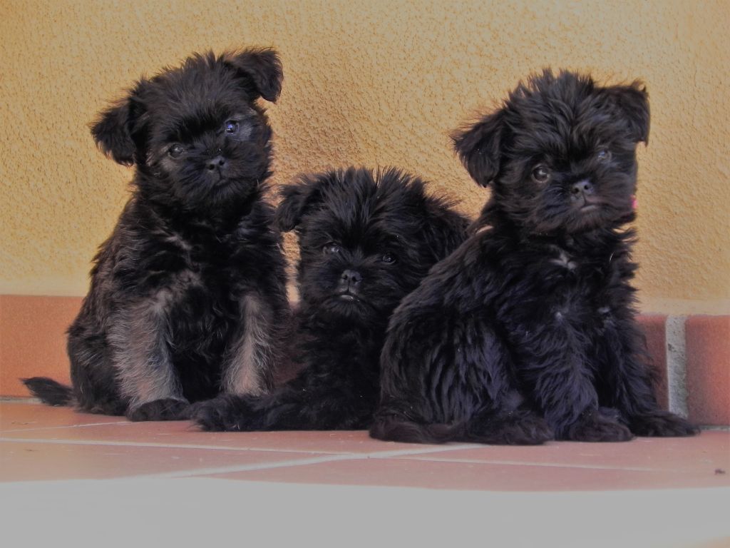 chiot Affenpinscher Can Daus